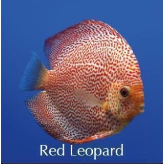 Red Leopard 8cm