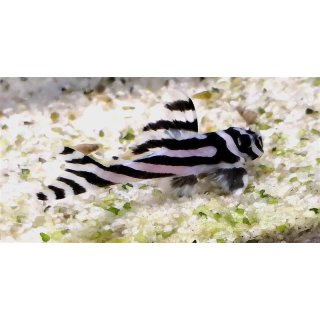 L046 Hypansistrus Zebra Mopskopf 2,5-4,6
