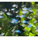 Schmetterlingsbuntbarsch Electric Blue