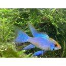 Schmetterlingsbuntbarsch Electric Blue