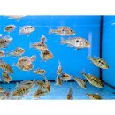 Geophagus Pyrocephalus Orange Head Rio Araguaia